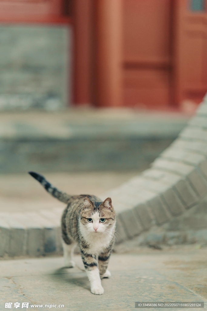 猫