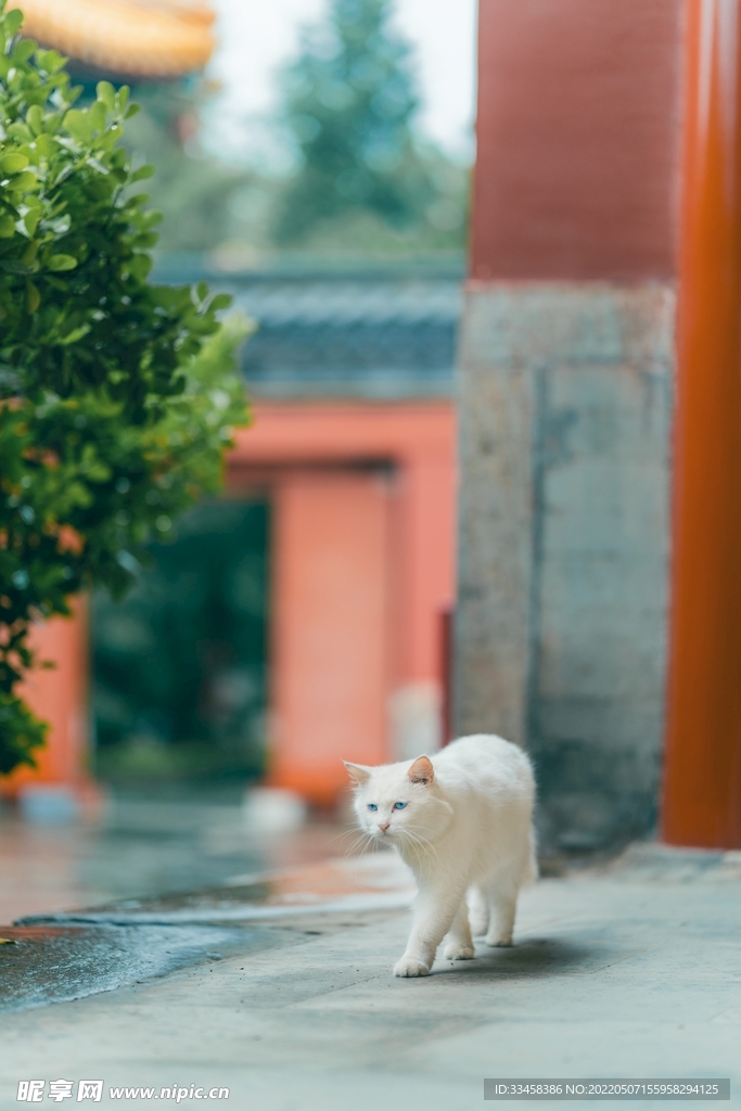 猫 