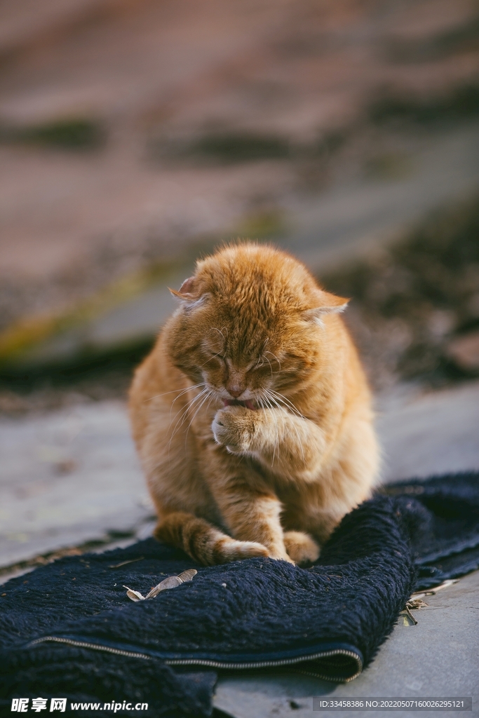 猫