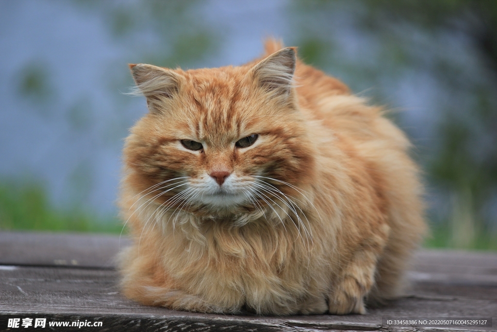 猫