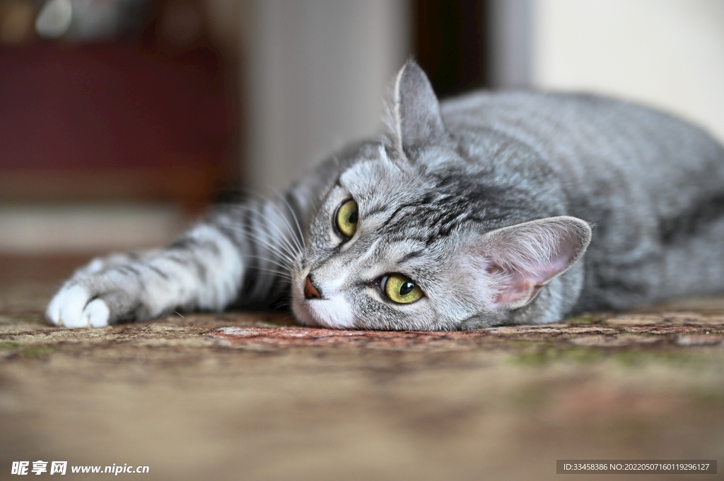 猫