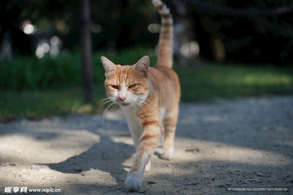 猫