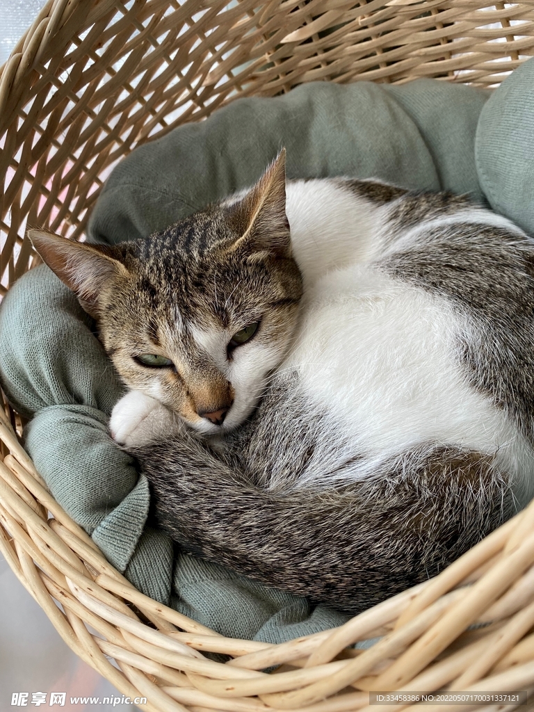 猫 