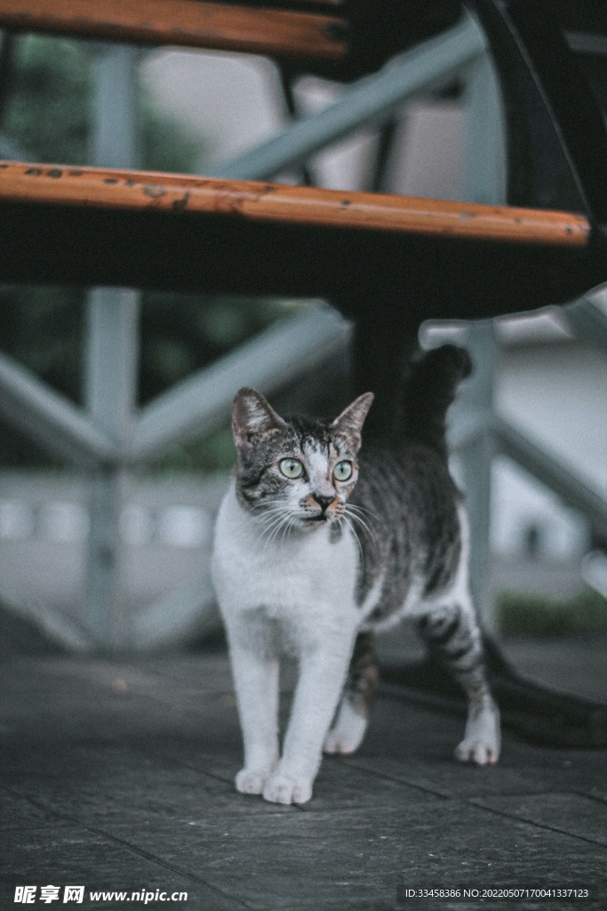 猫 