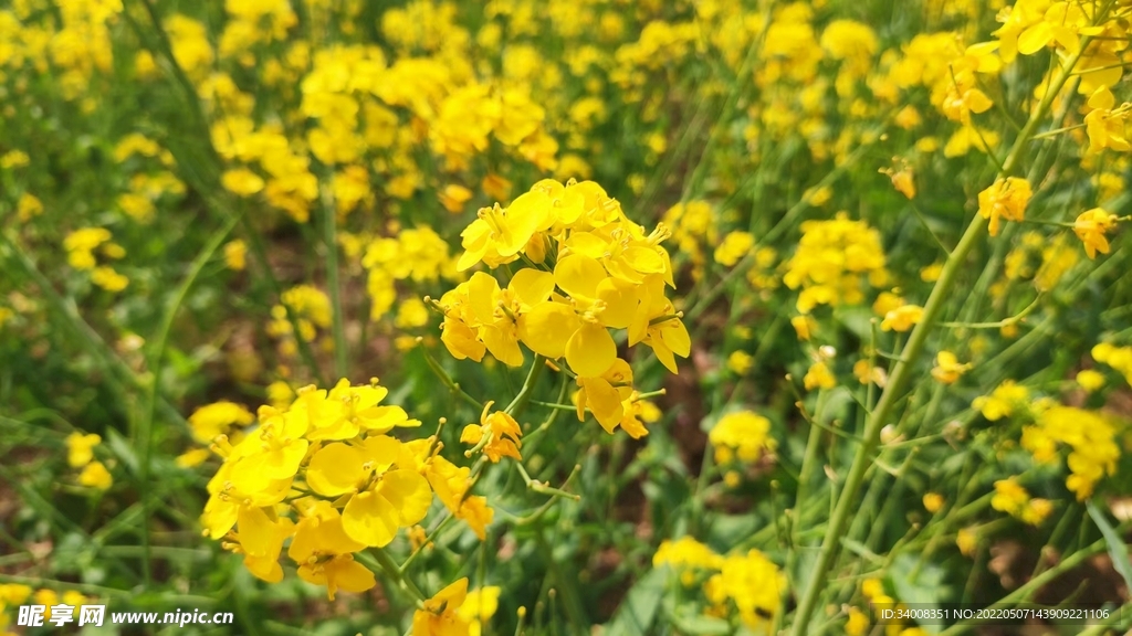 油菜花