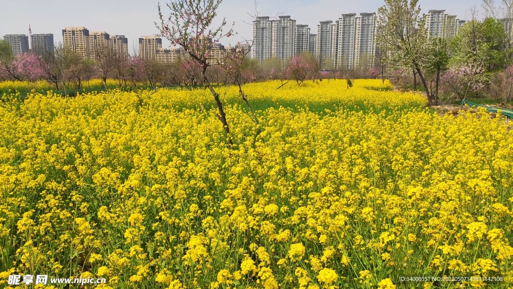 赏油菜花