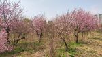桃花林