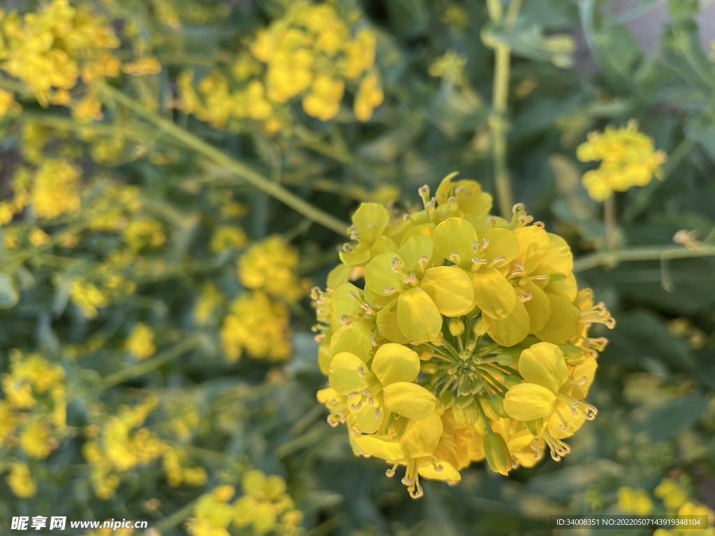 赏油菜花