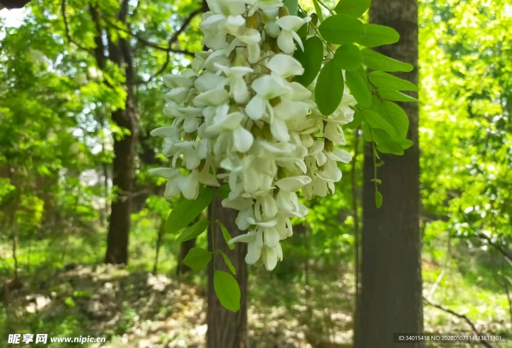 槐花