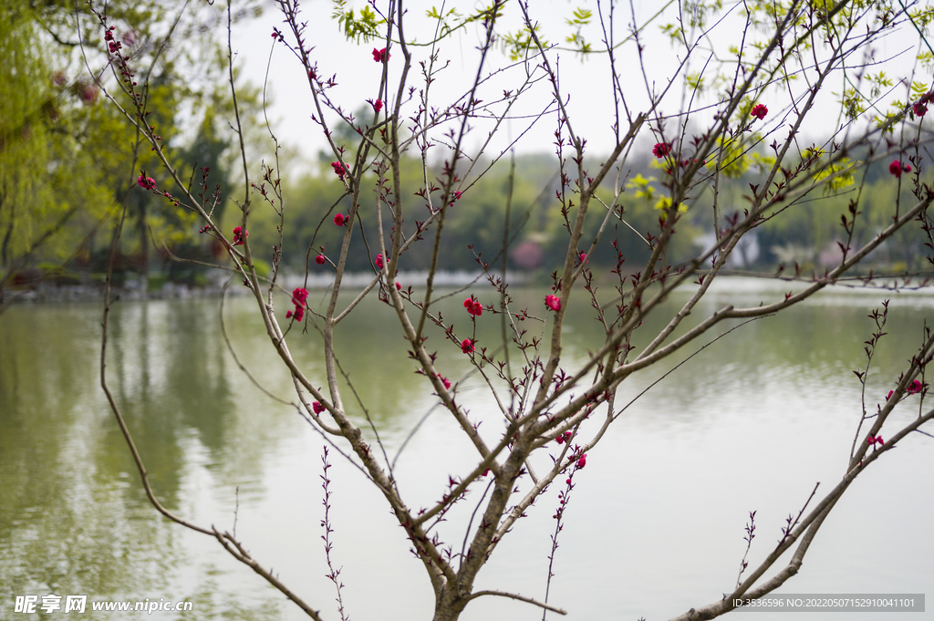 湖边桃花三两支