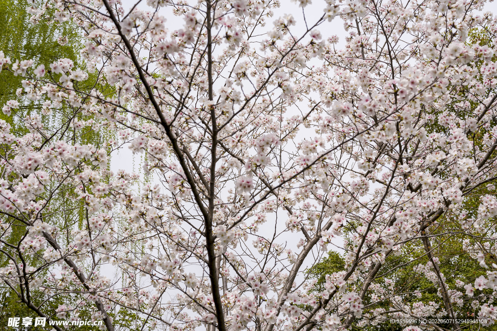 满树樱花