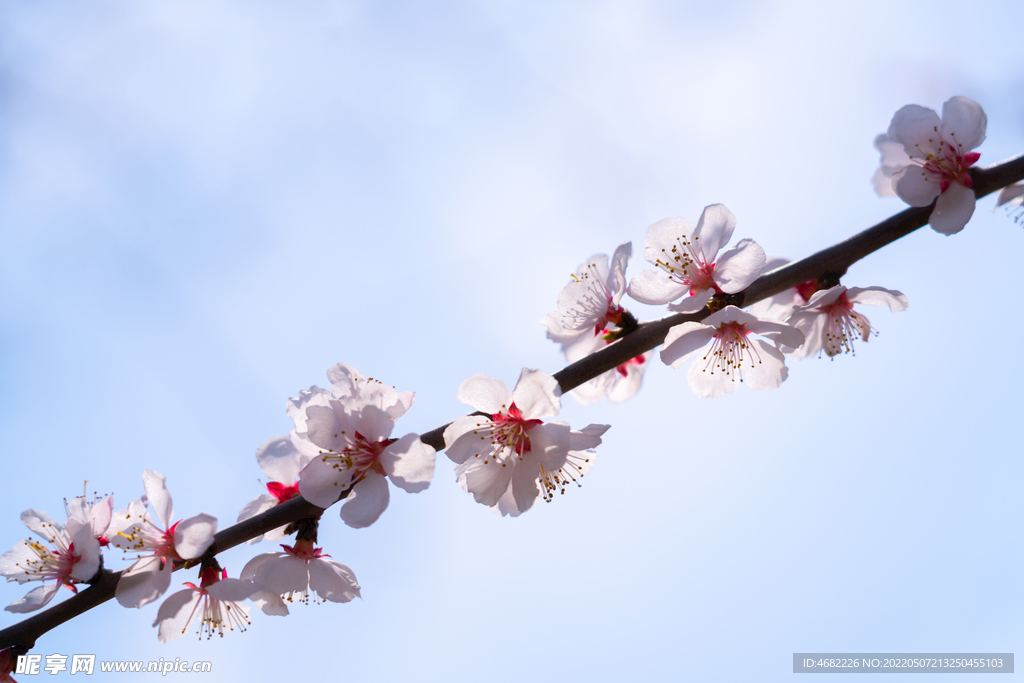 春天盛开的桃花枝