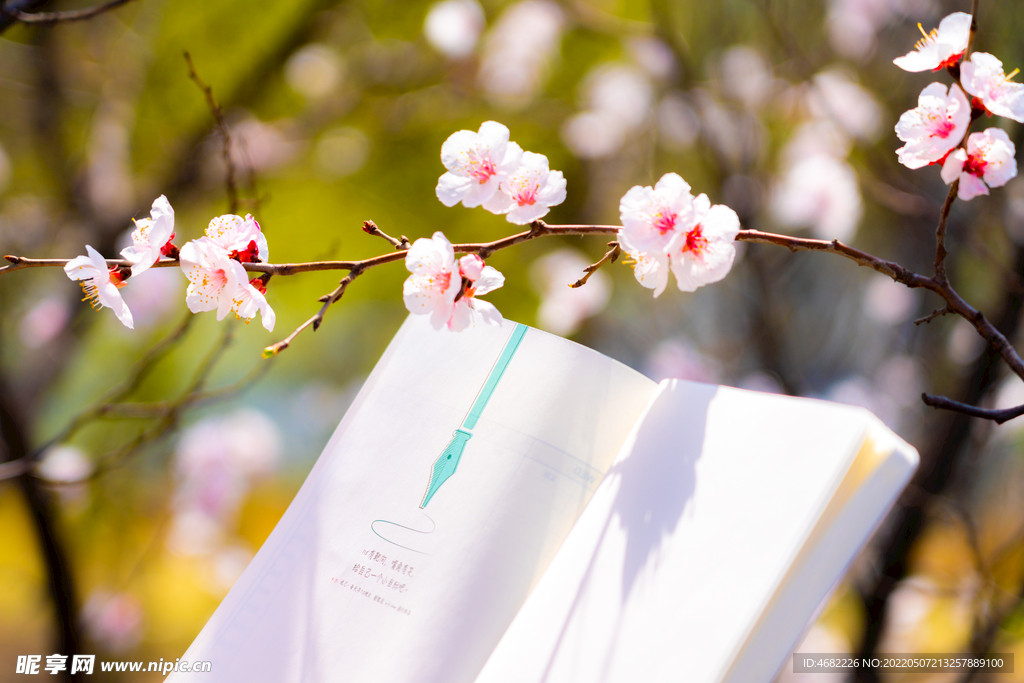 春天盛开的桃花下读书