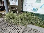 草