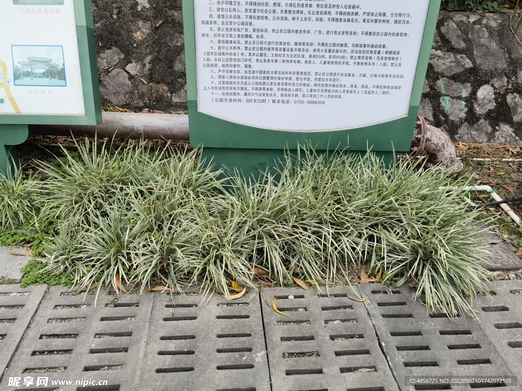 草