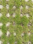 草地