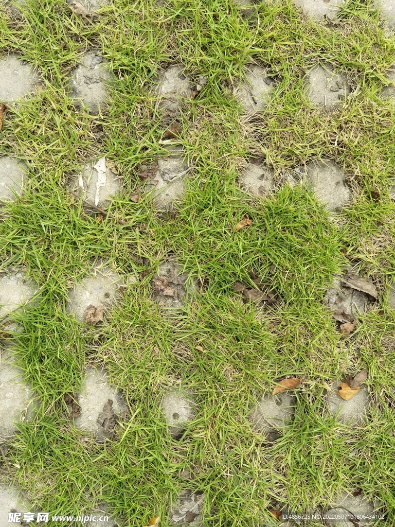 草地