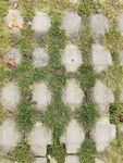 草地