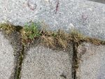 草