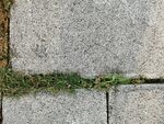 草