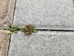 草
