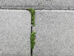 草