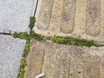 草