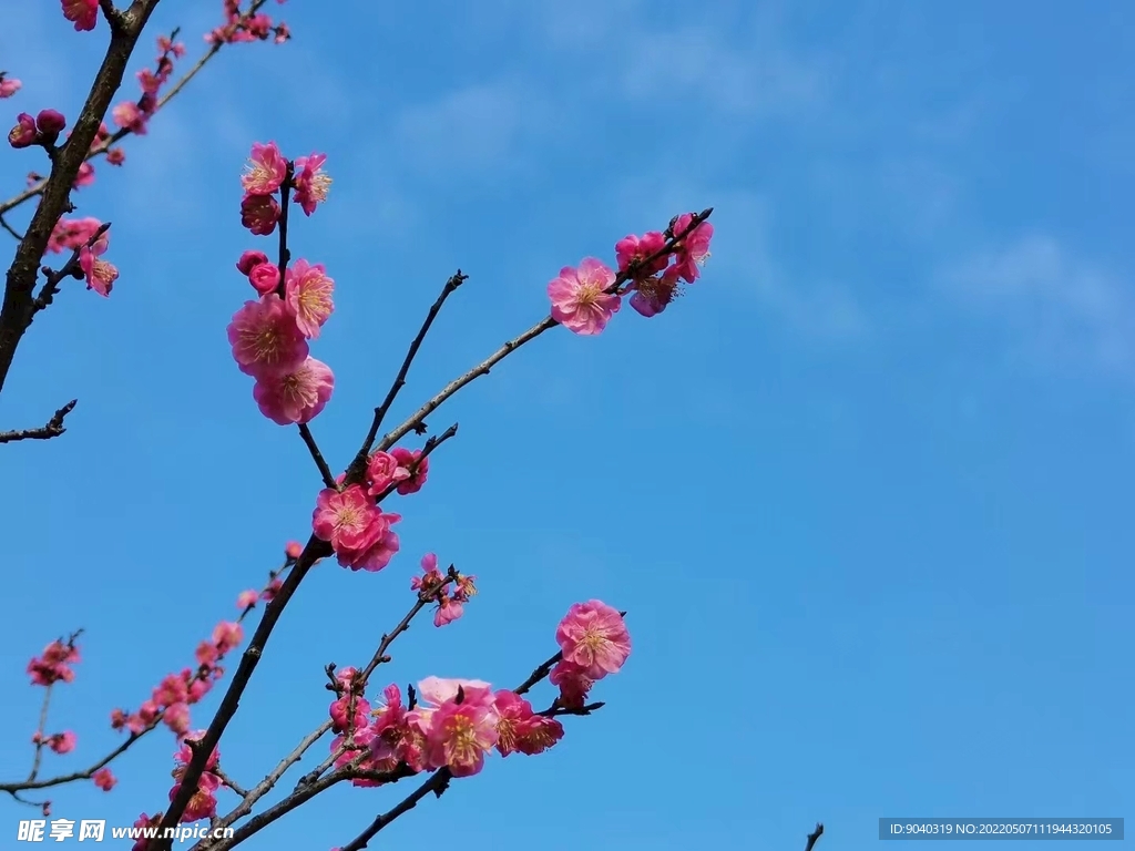 初春的樱花