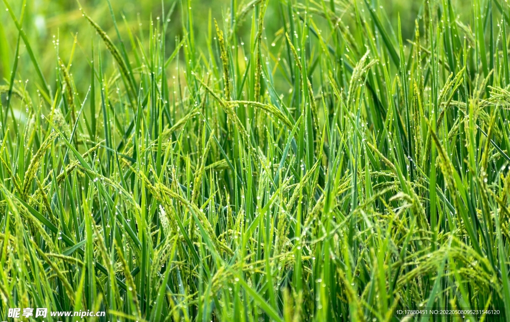 野草