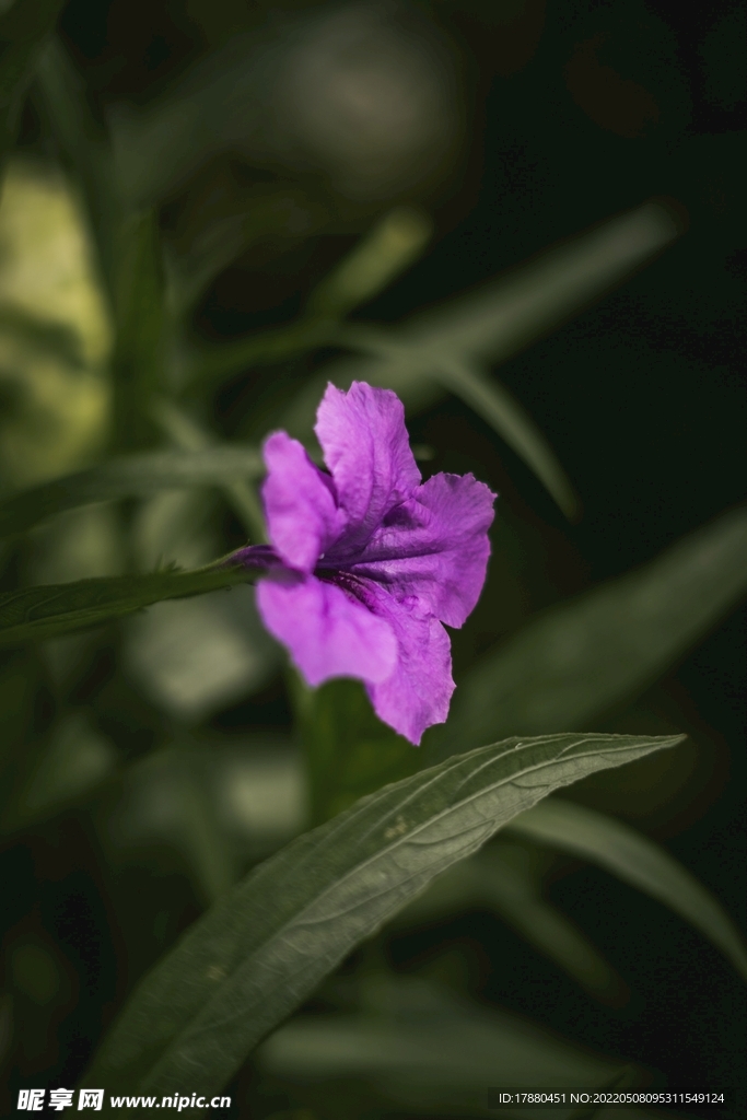 花卉