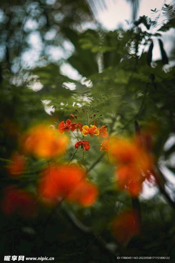 花卉