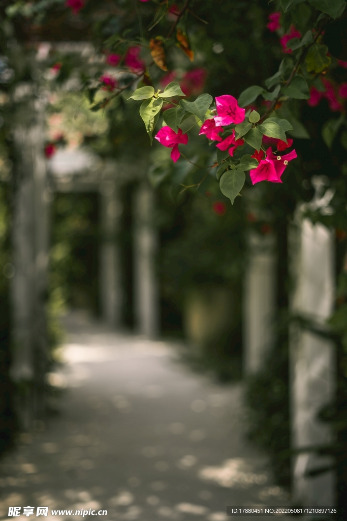 花卉
