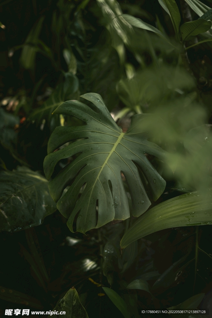 龟背竹