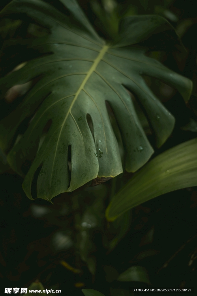 龟背竹