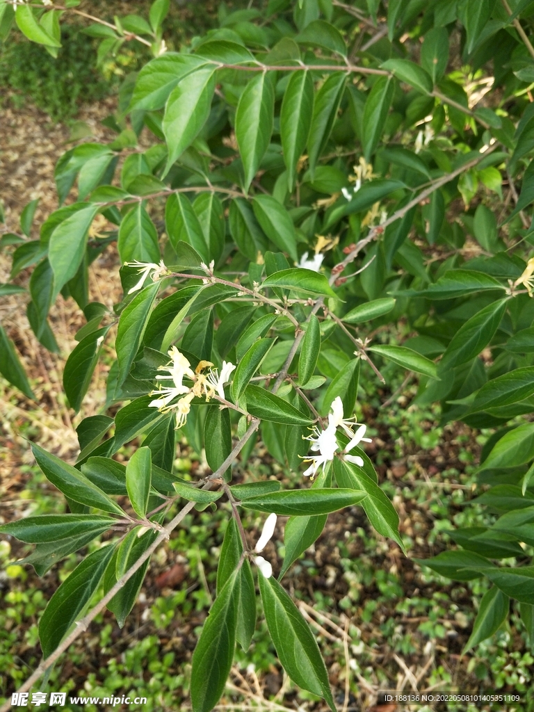 金银花