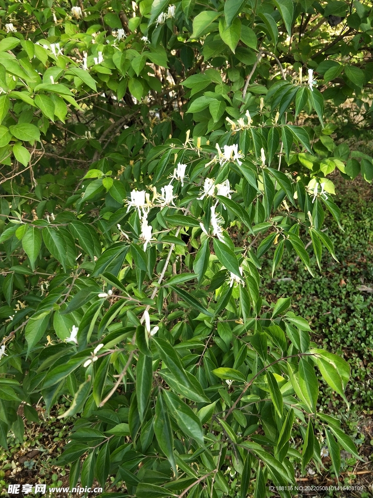 金银花