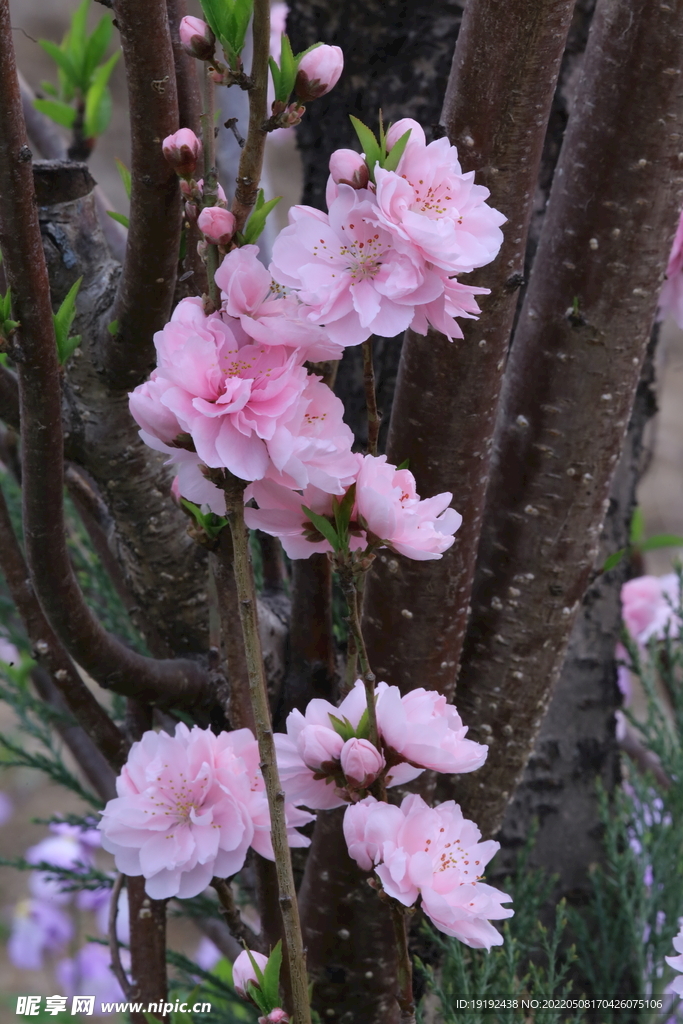 碧桃花 