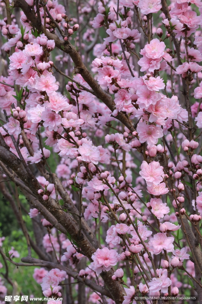 碧桃花