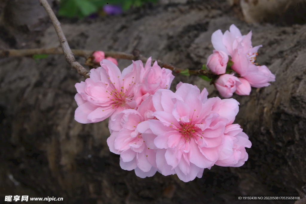 碧桃花 