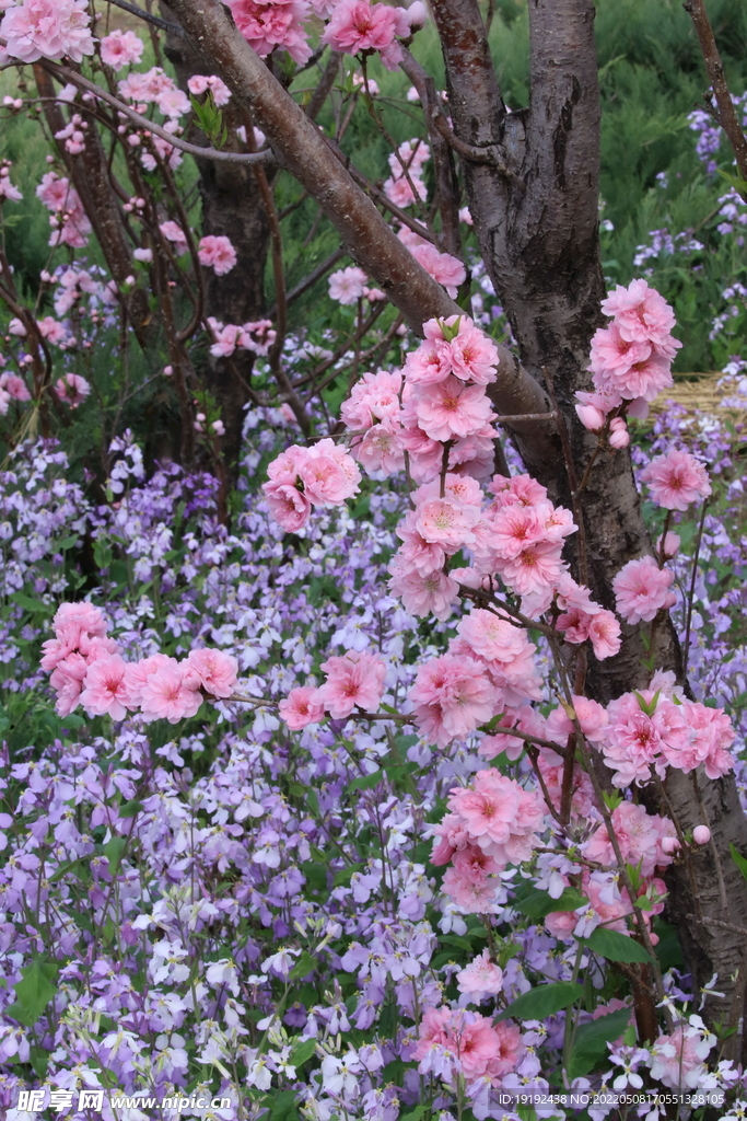 碧桃花 
