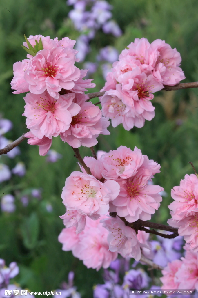 碧桃花 