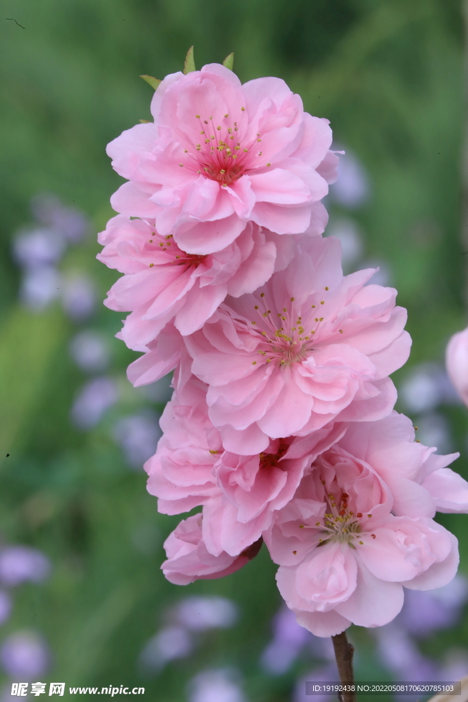 碧桃花 