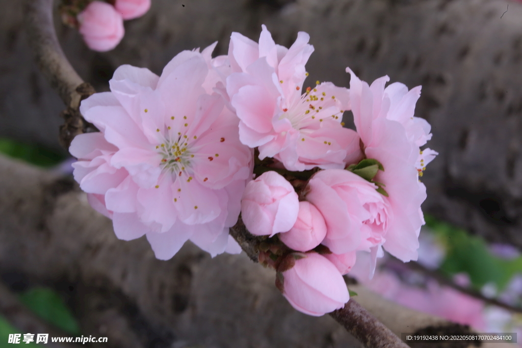 碧桃花 
