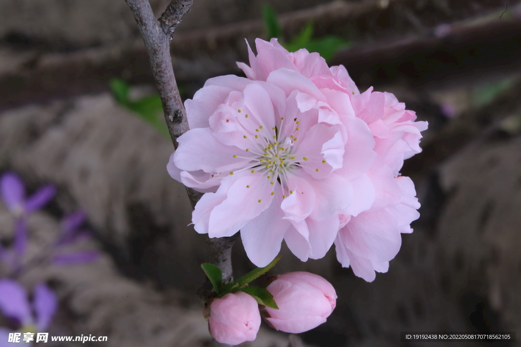 碧桃花 