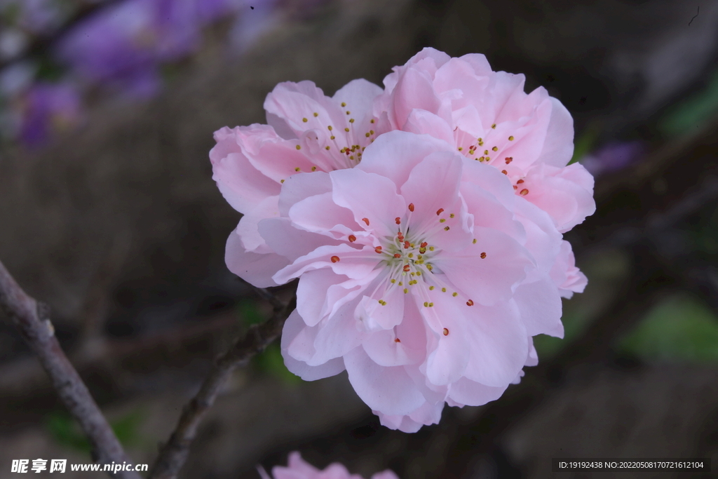 碧桃花 