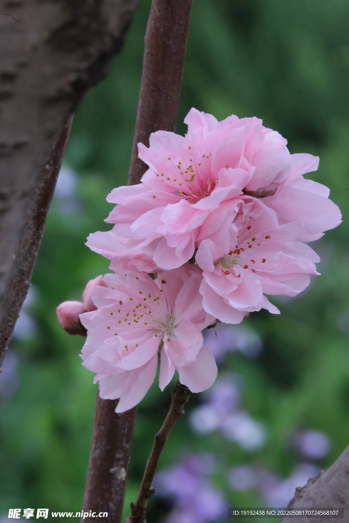 碧桃花 