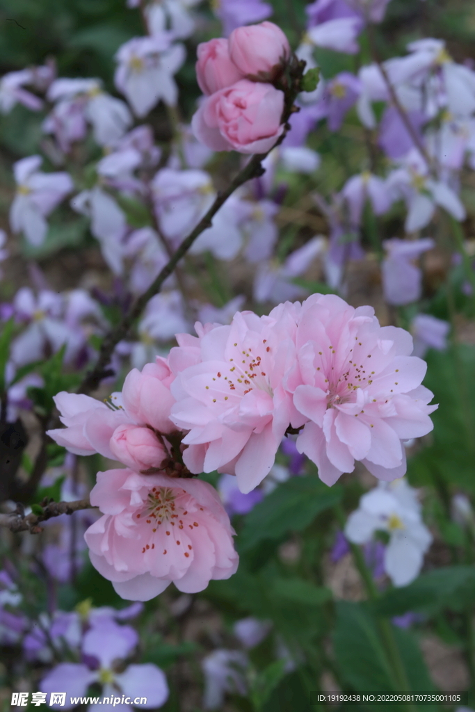 碧桃花 