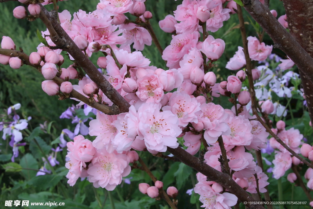 碧桃花 
