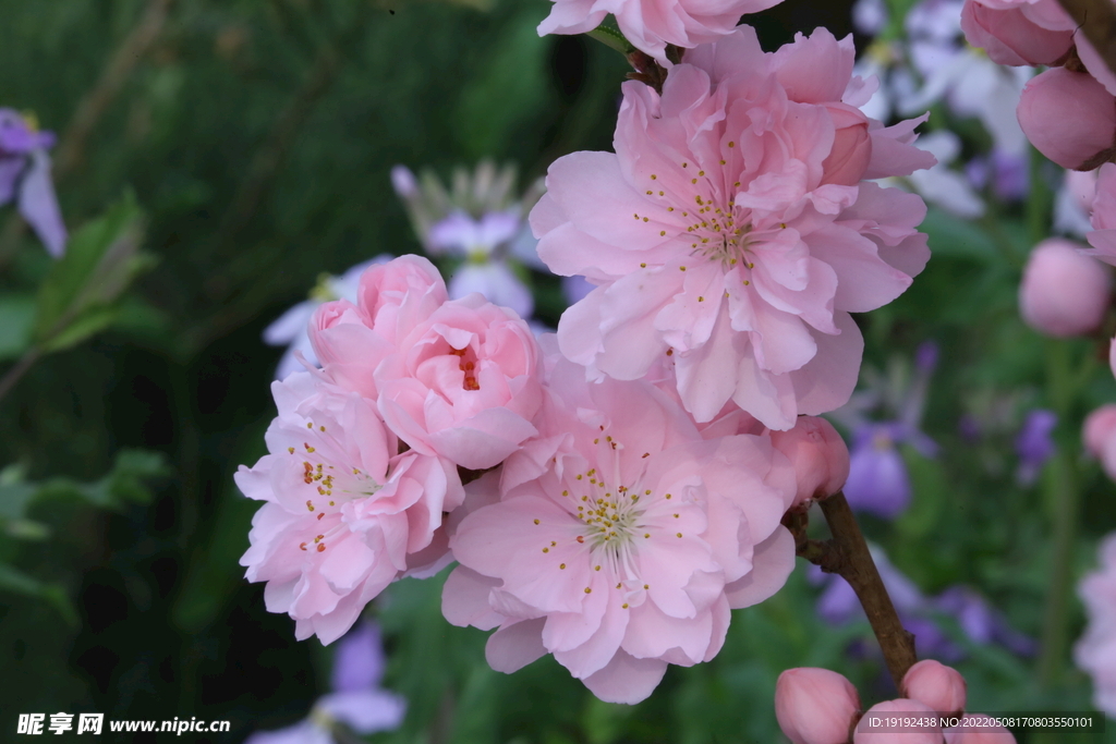 碧桃花