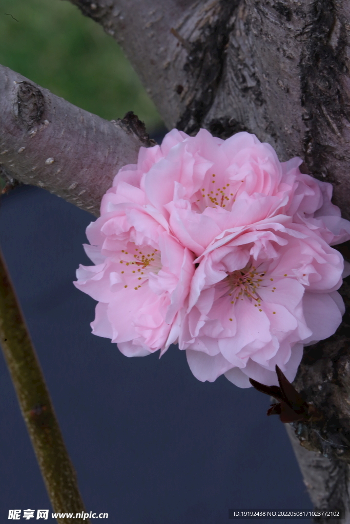 碧桃花 